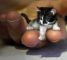 Kitty Downsized photo