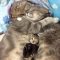 Cats Agape Love photo