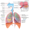 effects tobacco respiratory system